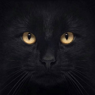 黑猫🐈‍⬛集团收🔥频道