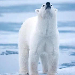 北极熊数据团队，网购实时数据，历史数据